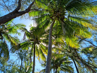 Obraz premium Beautiful palm trees in the jungle against a bright blue sky. Travel and tourism.