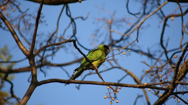 wild nanday parakeet (Aratinga nenday) feeding in a tree