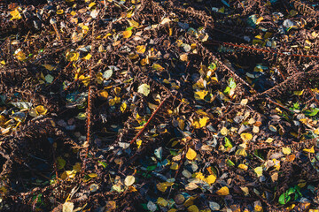 autumn leaves on the valley floor