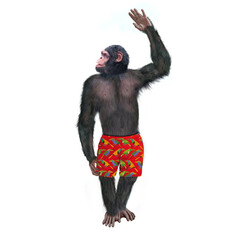 Naklejka premium chimpanzé, attitude, mouvement, gesticule, tropique, en short rouge, habillé, debout, singe, expression, mammifère, jardin zoologique, illustration, animal, fourrure, bonobo, nature, sauvage, faune, d