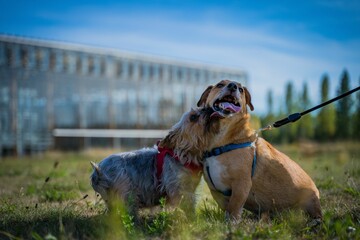 Outdoors scene of two dogs, one licking each other, both sticking their tongues out.