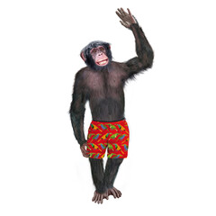 chimpanzé, attitude, mouvement, gesticule, tropique, en short rouge, habillé, debout, singe, expression, mammifère, jardin zoologique, illustration, animal, fourrure, bonobo, nature, sauvage, faune, d