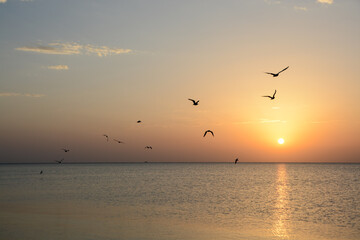 Fototapeta na wymiar birds flying over red sea at sunrise