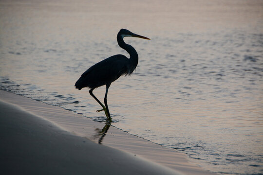 Silhouette of a heron at the beach of the red sea - the early bird catches the worm