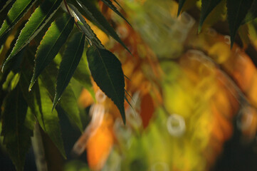 Blurred natural background from colorful autumn leaves. Selective focus.