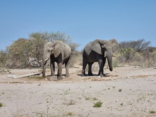 Fototapeta premium elephants in the savannah