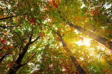 Fall and autumn colours of the natural environments and landscapes of Eastern Ontario Canada. ...