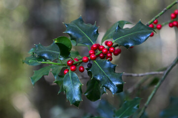 branche de houx avec ses baies rouges dans la forêt. arrière plan avec du bokeh. pour décoration de noël