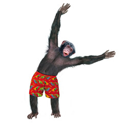 Fototapeta premium chimpanzé, attitude, mouvement, gesticule, tropique, en short rouge, habillé, debout, singe, expression, mammifère, jardin zoologique, illustration, animal, fourrure, bonobo, nature, sauvage, faune, d