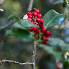 branche de houx avec ses baies rouges dans la forêt. arrière plan avec du bokeh. pour décoration de noël