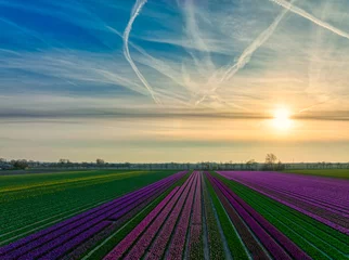 Schilderijen op glas Dutch bulbfields (tulips) during springtime - The Netherlands. © Alex de Haas