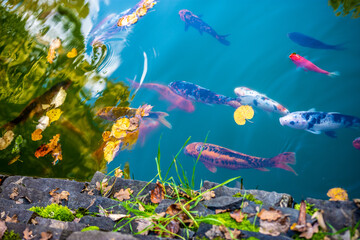 Fototapeta na wymiar fish in lake