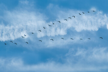 Kranichflug (Zugvögel)