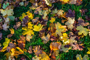 autumn leaves background