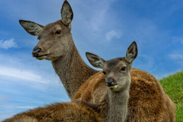 Alttier (Hirschkuh) mit Kalb
