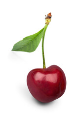 Red ripe cherry with green leaf
