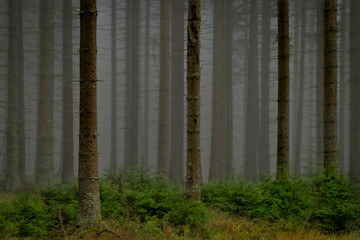 Nice morning forest in Slavkovsky les mountains in autumn