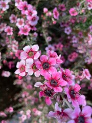 Fototapeta premium Flor de Cerezo