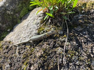 Reptiles