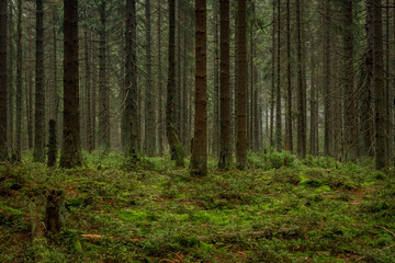 Obraz premium Nice morning forest in Slavkovsky les mountains in autumn