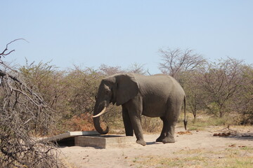 elephant