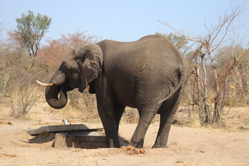 elephant in botswana