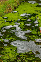 Hot spring Smradoch in Slavkovsky les mountains in west Bohemia