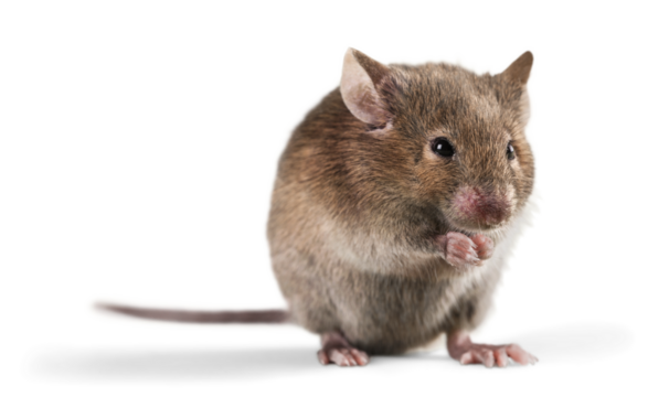 Gray cute mouse isolated on white