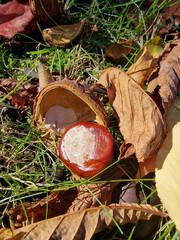 Autumn has come, ripe chestnuts smash and lie in disorder on the lawn, on a damp morning near Paku Julianowski in Łódź. - obrazy, fototapety, plakaty