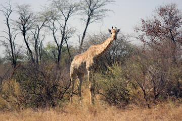 giraffe in the savannah
