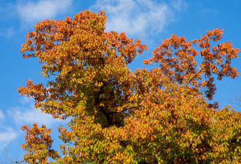 Eichenbaum mit Bunten Blättern im Herbst