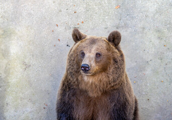 Braunbär (Ursus arctos) in einem Portrait