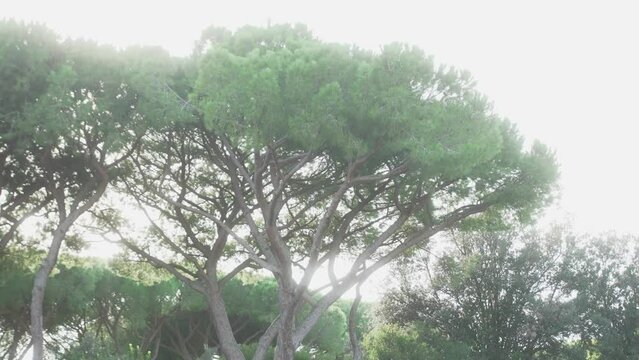 Pinienbaum in sommerlichem Gl&uuml;hen