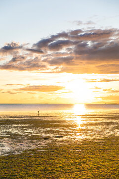 Bird with colorful sunset with reflection at Iona Beach Iona Jetty in Vancouver