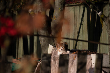 Young cat lies on wooden table covered with fabric standing in back yard of village house at sunset. Selective focus. Domestic animals theme.
