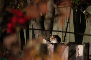 Young cat lies on wooden table covered with fabric standing in back yard of village house at sunset. Selective focus. Domestic animals theme.