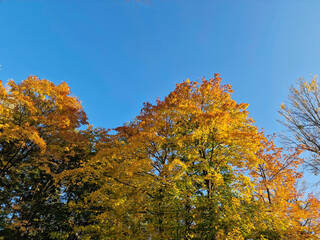 Fototapeta premium Colorful autumn leaves on trees on a sunny day, near Julianowski Park in Łódź.