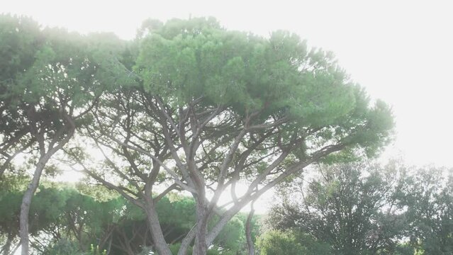 Pinienbaum in sommerlichem Gl&uuml;hen