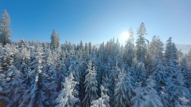 Flying close to the tree branches in a winter fairytale forest on a sunny day.
