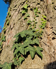 Ivy climbing up the trunk of an old tree on a sunny autumn day.