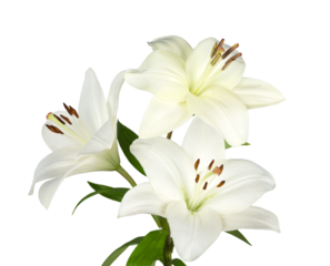 white lily flower