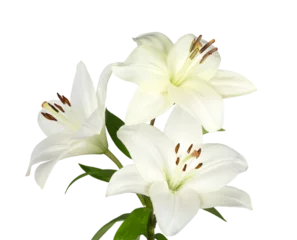 Foto op Plexiglas white lily flower © BillionPhotos.com