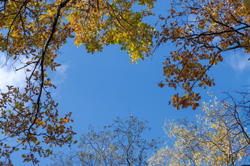Low angle view of natural frame from top of trees branches with yellow leaves in autumn forest against clear blue sky. Indian summer. Natural background. Beauty in nature theme.