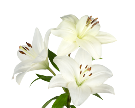 white lily flower