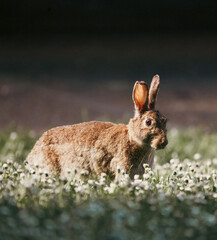 Lapin 