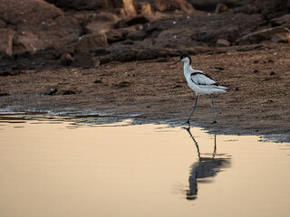 Pied avocet (Recurvirostra avosetta).
