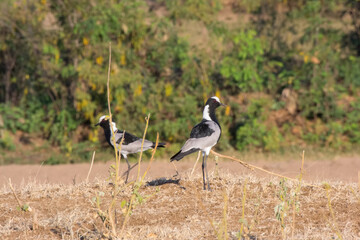 Blacksmith lapwing in Lower Zambezi National Park, Zambia