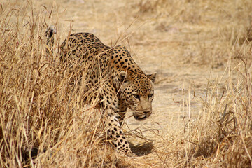 Naklejka premium leopard