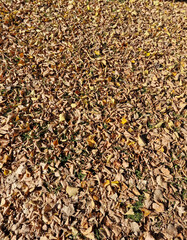 Autumn has arrived, gold-colored leaves lie on the lawn, on a sunny day, near Julianowski Pak in Lodz.