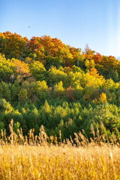 Beautiful and colorful autumn leaves on tree background in Canada